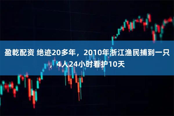 盈乾配資 絕跡20多年,2010年浙江漁民捕到一只,4人24小時看護10天